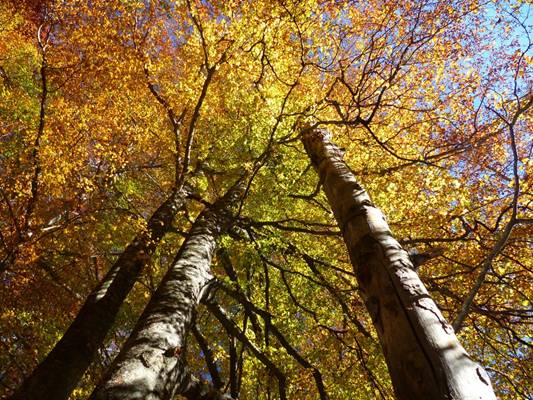 04 Couleurs d'automne