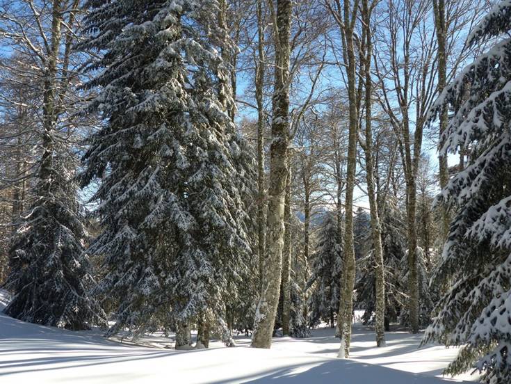 001 Sous bois au col de Mente