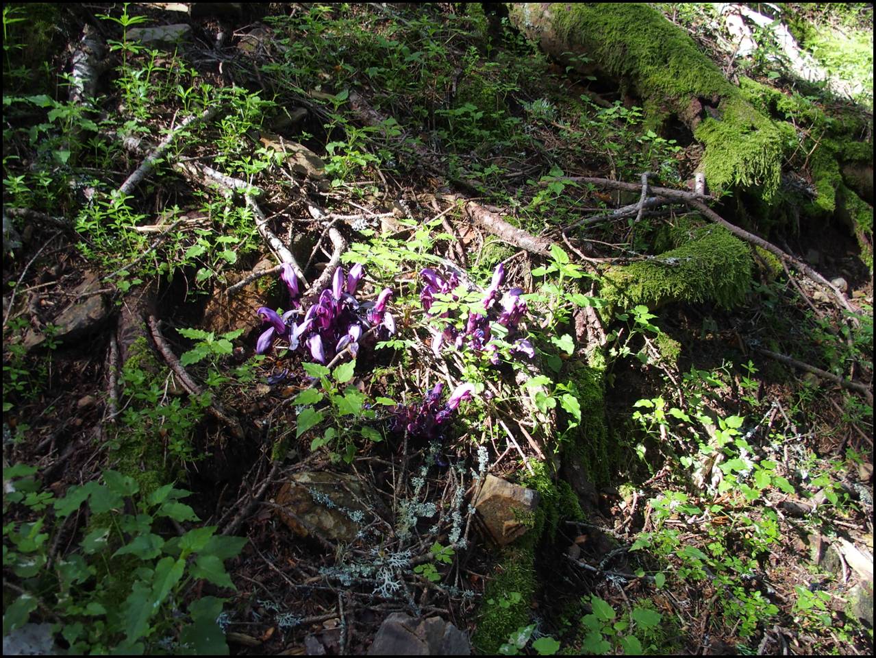 P6240335