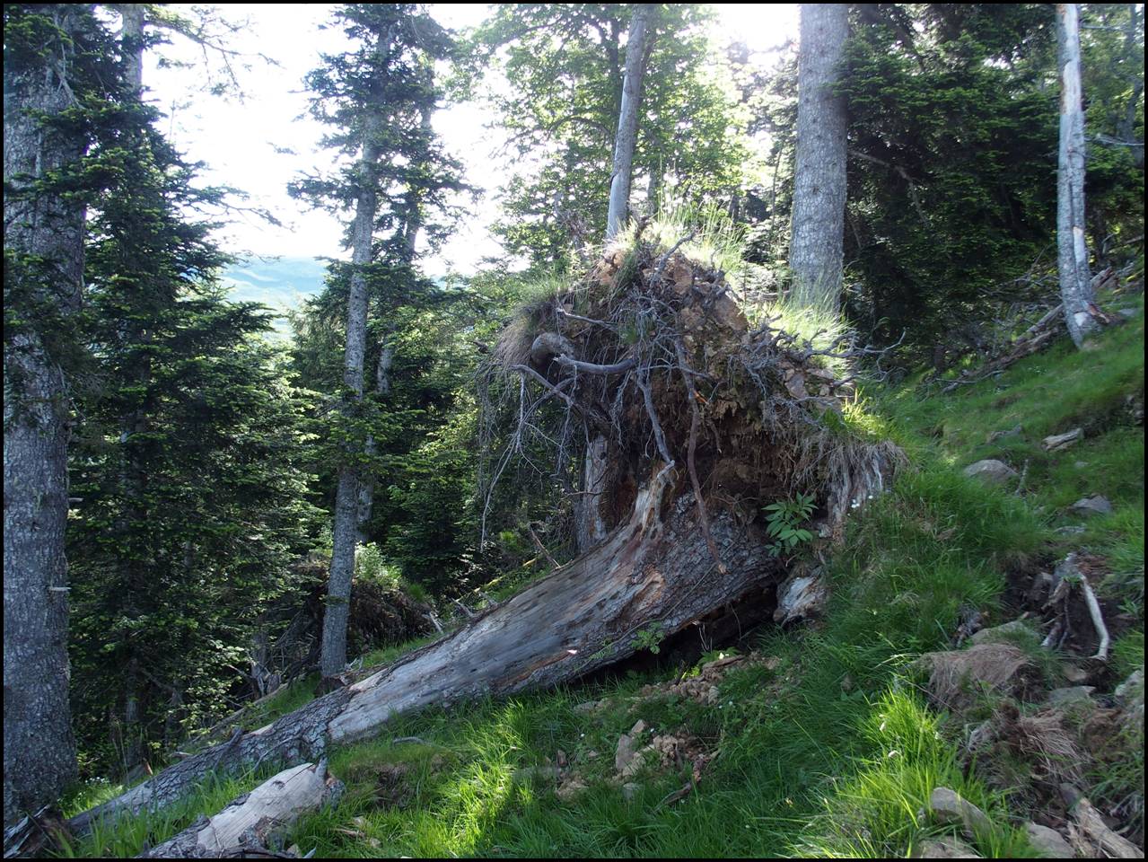 P6240334