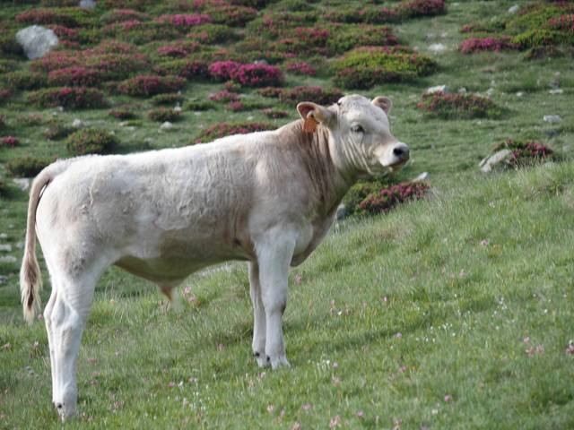 andorre-40
