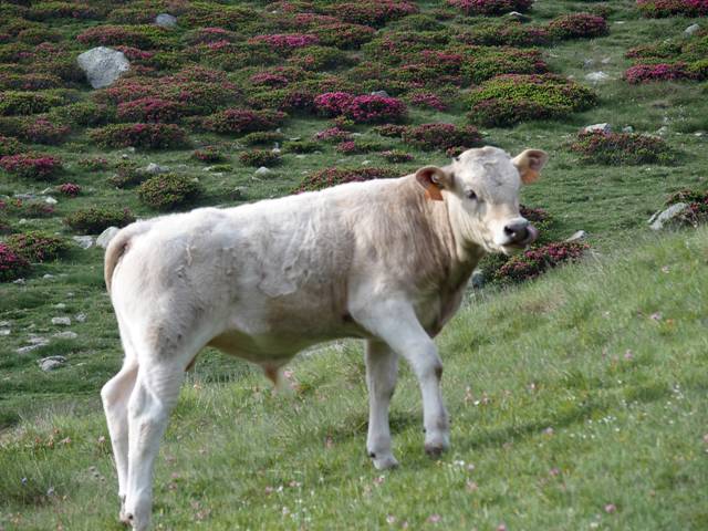 andorre-41