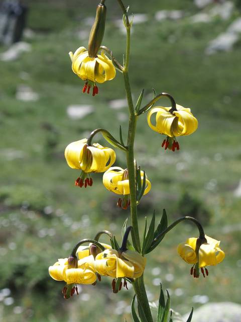 andorre-116