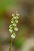 Une image contenant fleur, plante, flou

Description gnre automatiquement