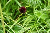 Une image contenant herbe, extrieur, plante, jardin

Description gnre automatiquement