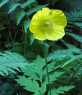 Une image contenant plante, feuille

Description gnre automatiquement