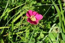 Une image contenant plante, extrieur, fleur

Description gnre automatiquement