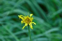 Une image contenant plante, fleur, jaune, arnica des montagnes

Description gnre automatiquement
