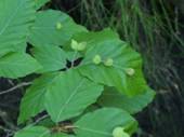 Une image contenant extrieur, plante, vert, feuille

Description gnre automatiquement