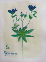 aquarelle Martine fleur