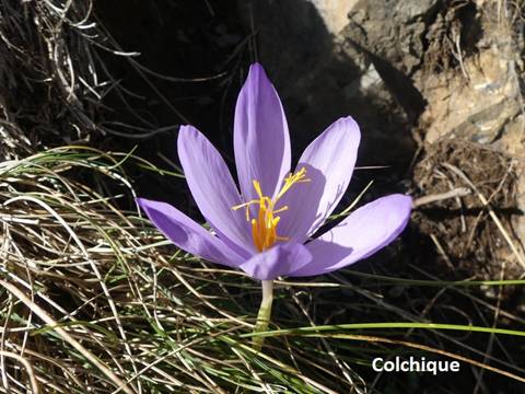 034 Colchique