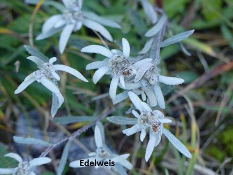 029 Edelweiss
